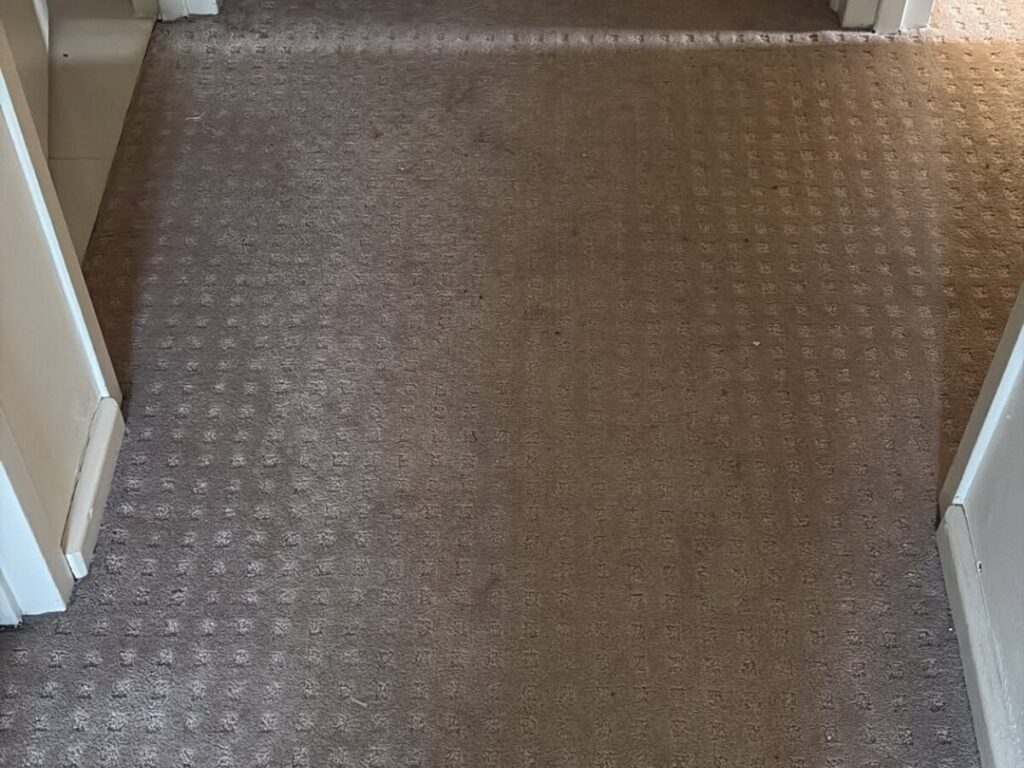 Carpet Cleaning