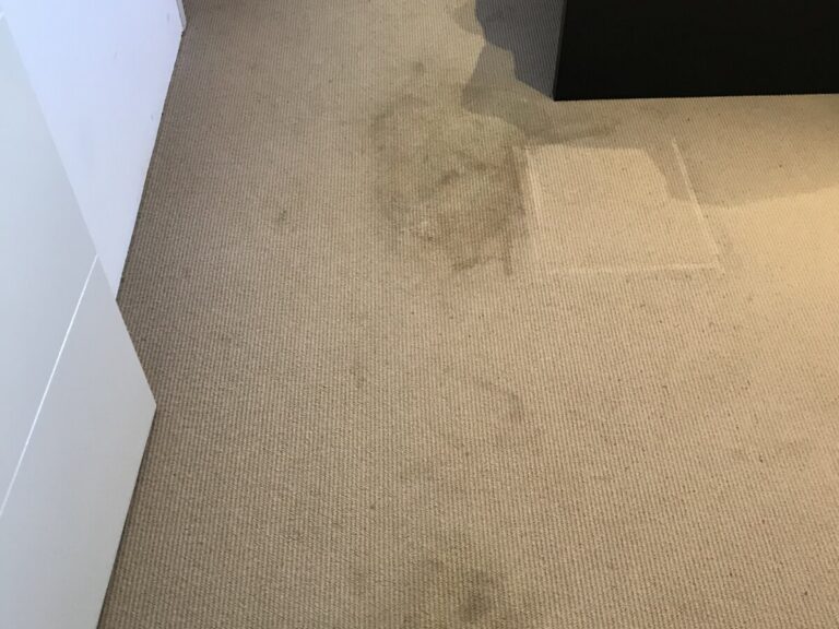 Pet Stain and Odour Removal From Carpets: Why the Smell Keeps Coming Back (and How to Actually Get Rid of It)